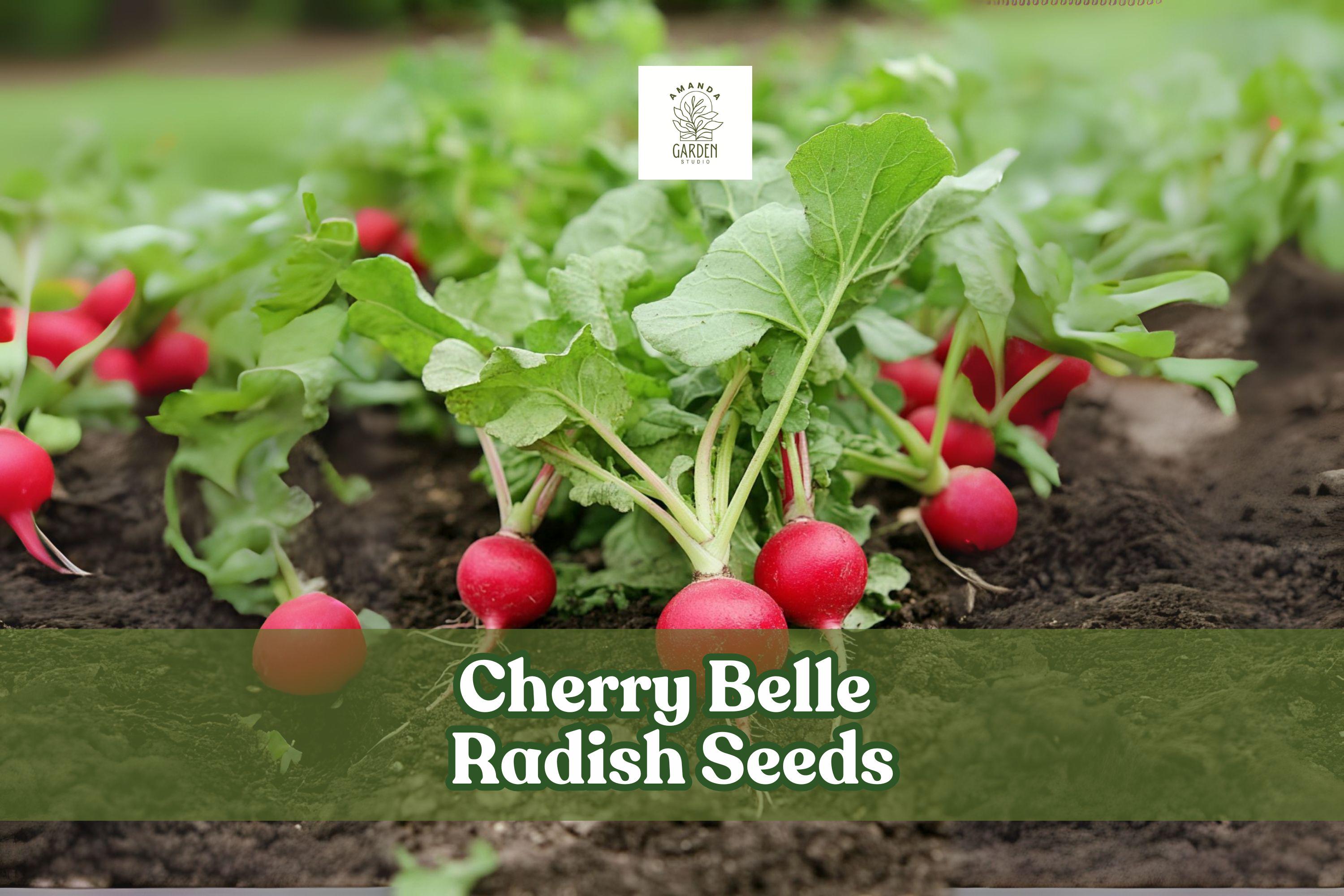 Cherry Belle Radish Seeds – 250 Pack, Fast Growing Raphanus sativus, Crisp Red Roots for Salads & Snacks