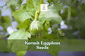 20+ Kermit Eggplant Seeds – Thai Round Variety, Solanum melongena, Small Green & White Fruits, Compact Bush, Container Gardening