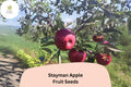 Stayman Apple Seeds - Heirloom Tart-Sweet Malus domestica for Growing Fruit Trees