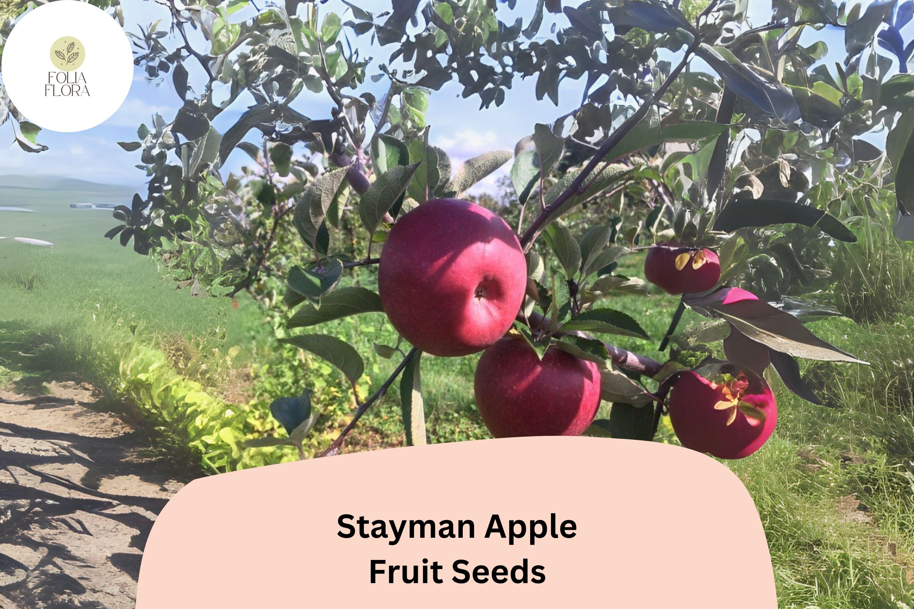 Stayman Apple Seeds - Heirloom Tart-Sweet Malus domestica for Growing Fruit Trees