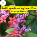 Clerodendrum thomsoniae Red Purple Bleeding Heart Vine Live Plant Tropical Climber, Vivid Flowers