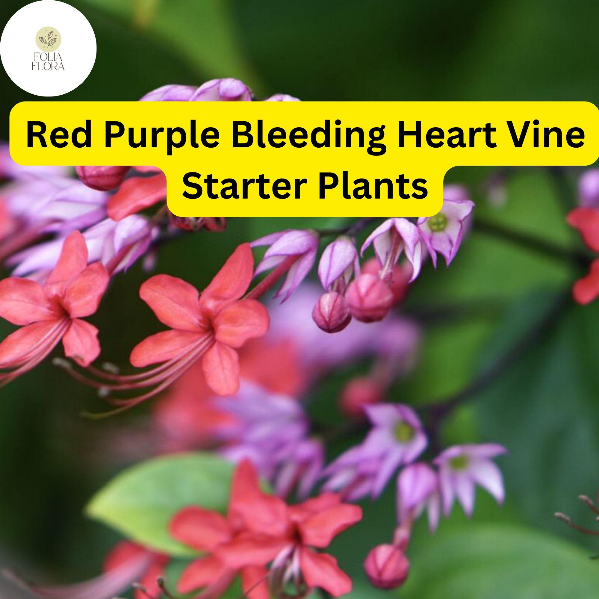 Clerodendrum thomsoniae Red Purple Bleeding Heart Vine Live Plant Tropical Climber, Vivid Flowers