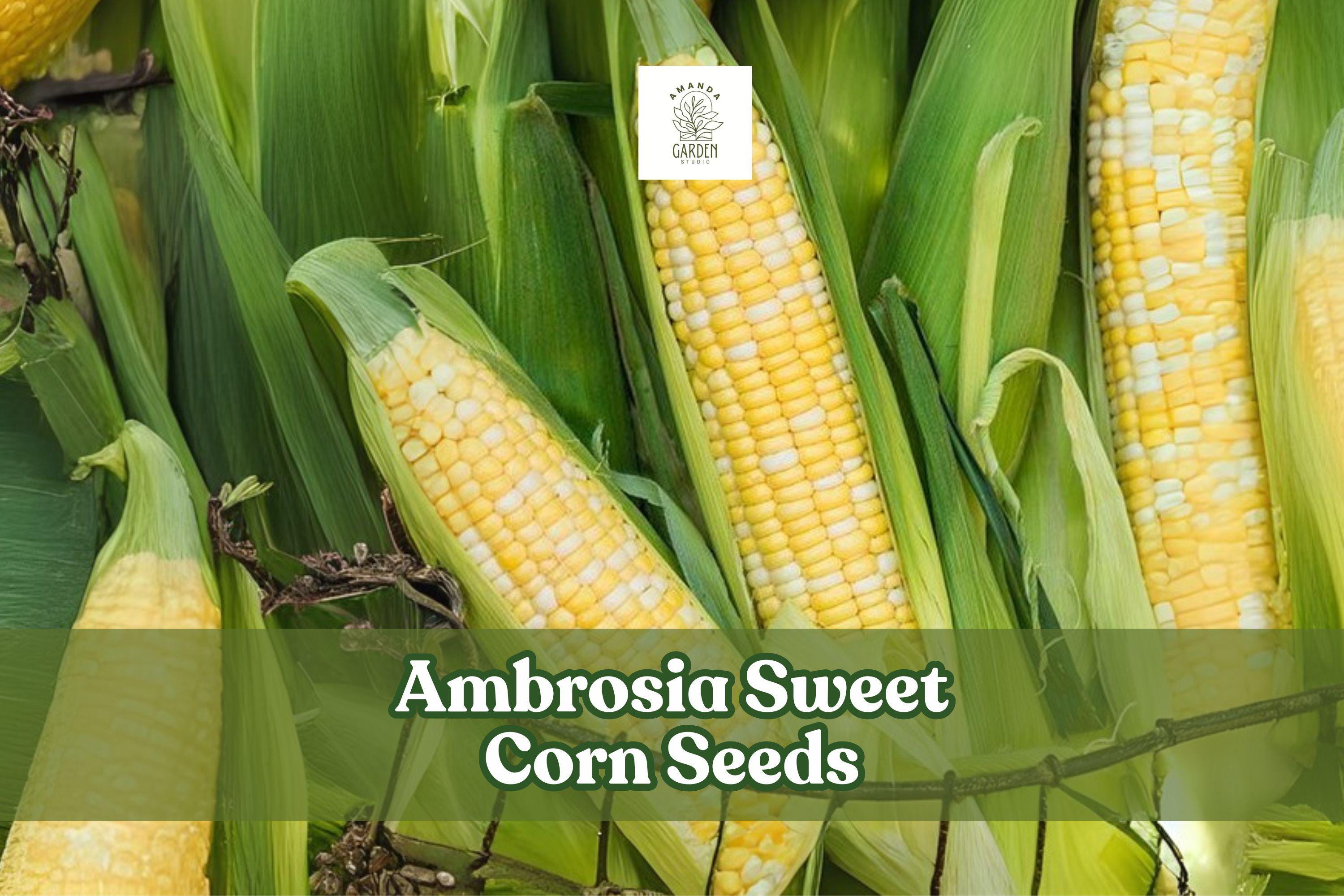 Ambrosia Sweet Corn Seeds Bicolor Hybrid Zea mays for Home Gardens, Tender Yellow & White Kernels, Easy to Grow