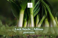 50+ Leek Seeds Allium porrum – Mild Onion Flavor for Soups, Salads & Garnish, Easy to Grow Vegetable Seed