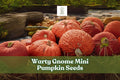 Warty Gnome Mini Pumpkin Seeds - Ornamental Cucurbita pepo for Fall Decor, Halloween, and Seasonal Centerpieces, 10 Seeds