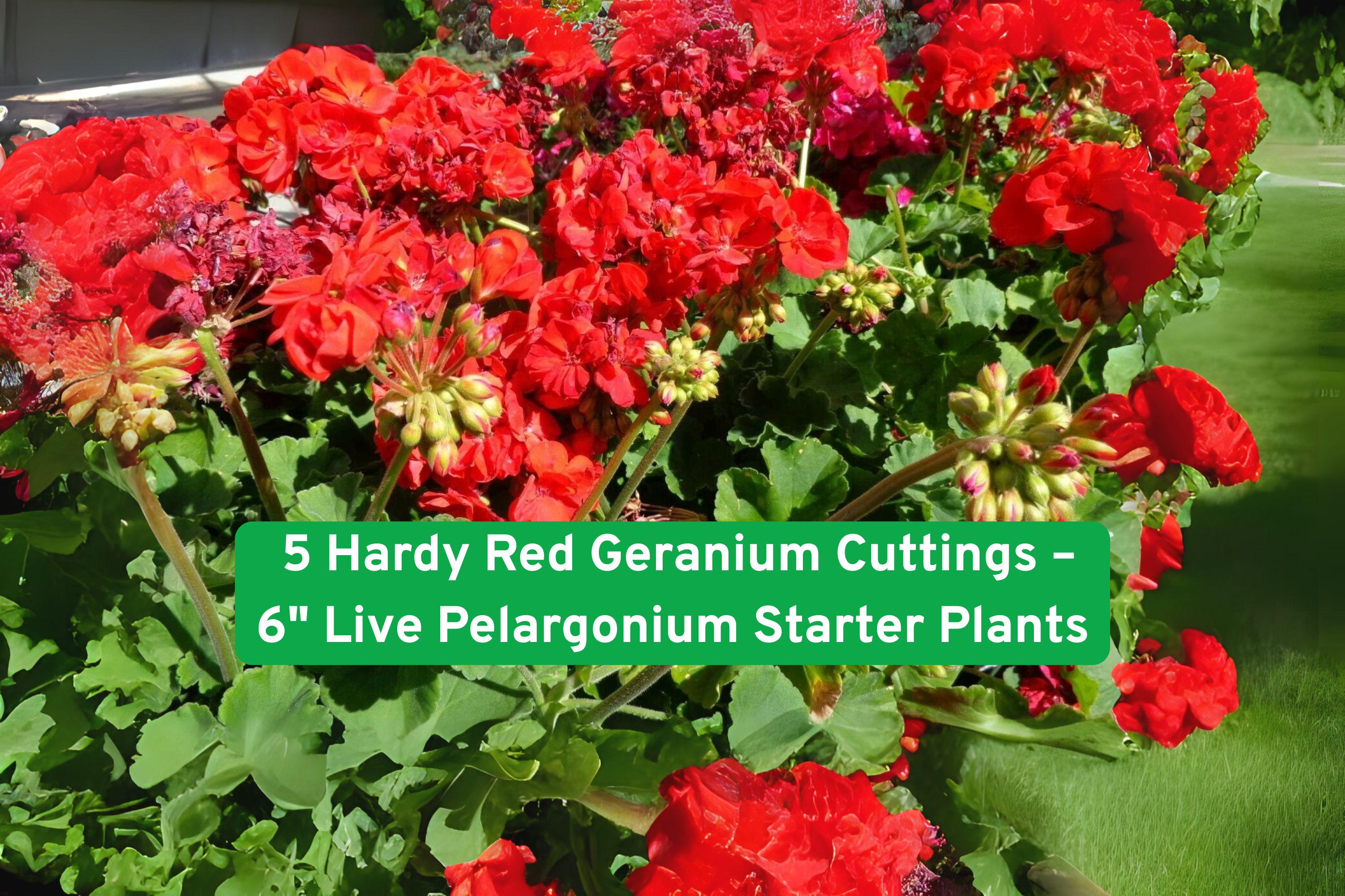 Hardy Red Geranium Cuttings – Fragrant Pelargonium Starter Plants – 5 Unrooted Pelargonium spp. for Containers & Borders