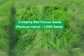 Creeping Red Fescue Seeds, Perennial Grass for Lawns & Ground Cover, Festuca rubra, 1,000 Seeds