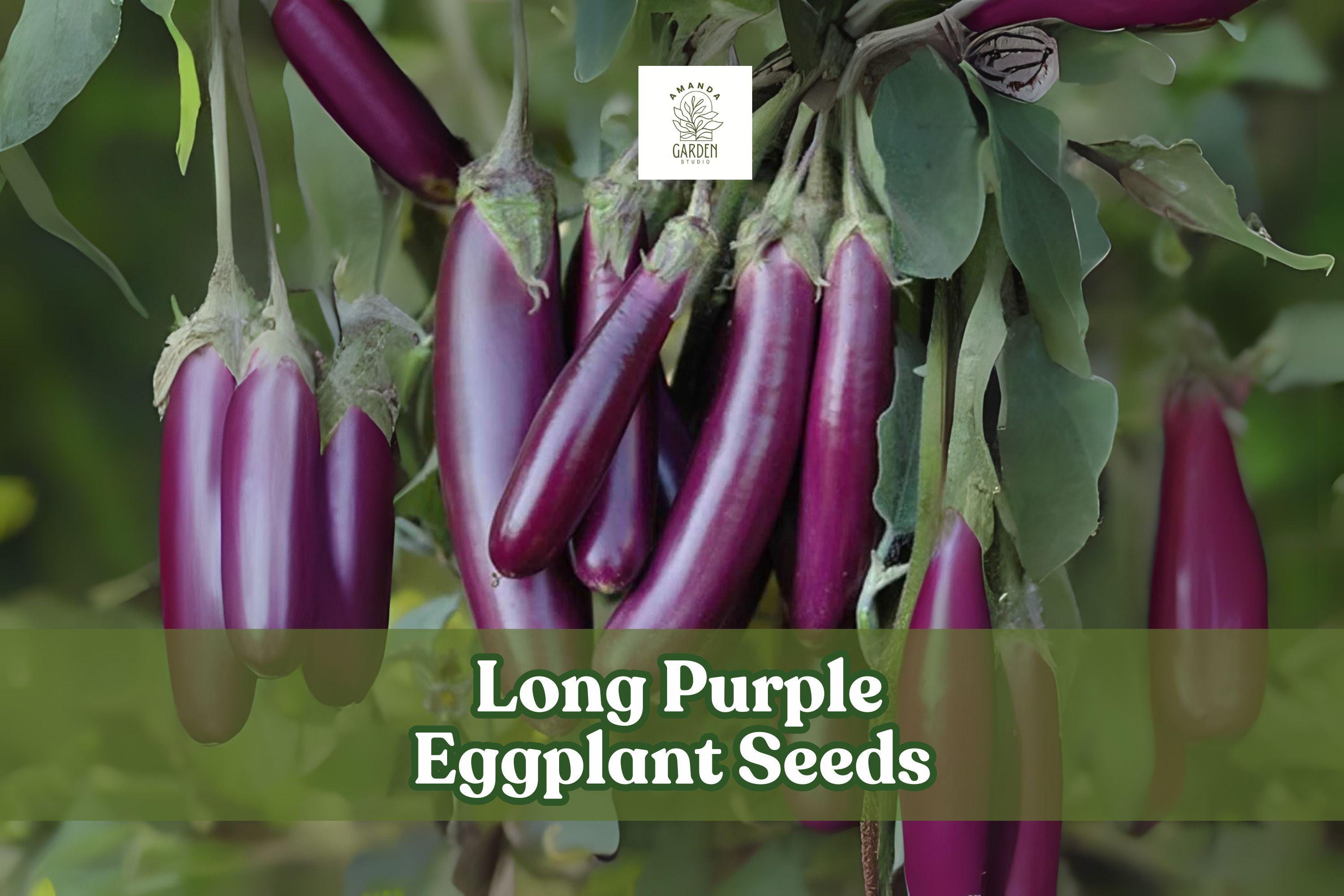 250 Long Purple Eggplant Seeds – Heirloom Non-GMO Solanum melongena, Slender Dark Purple Fruits for Cooking & Gardening