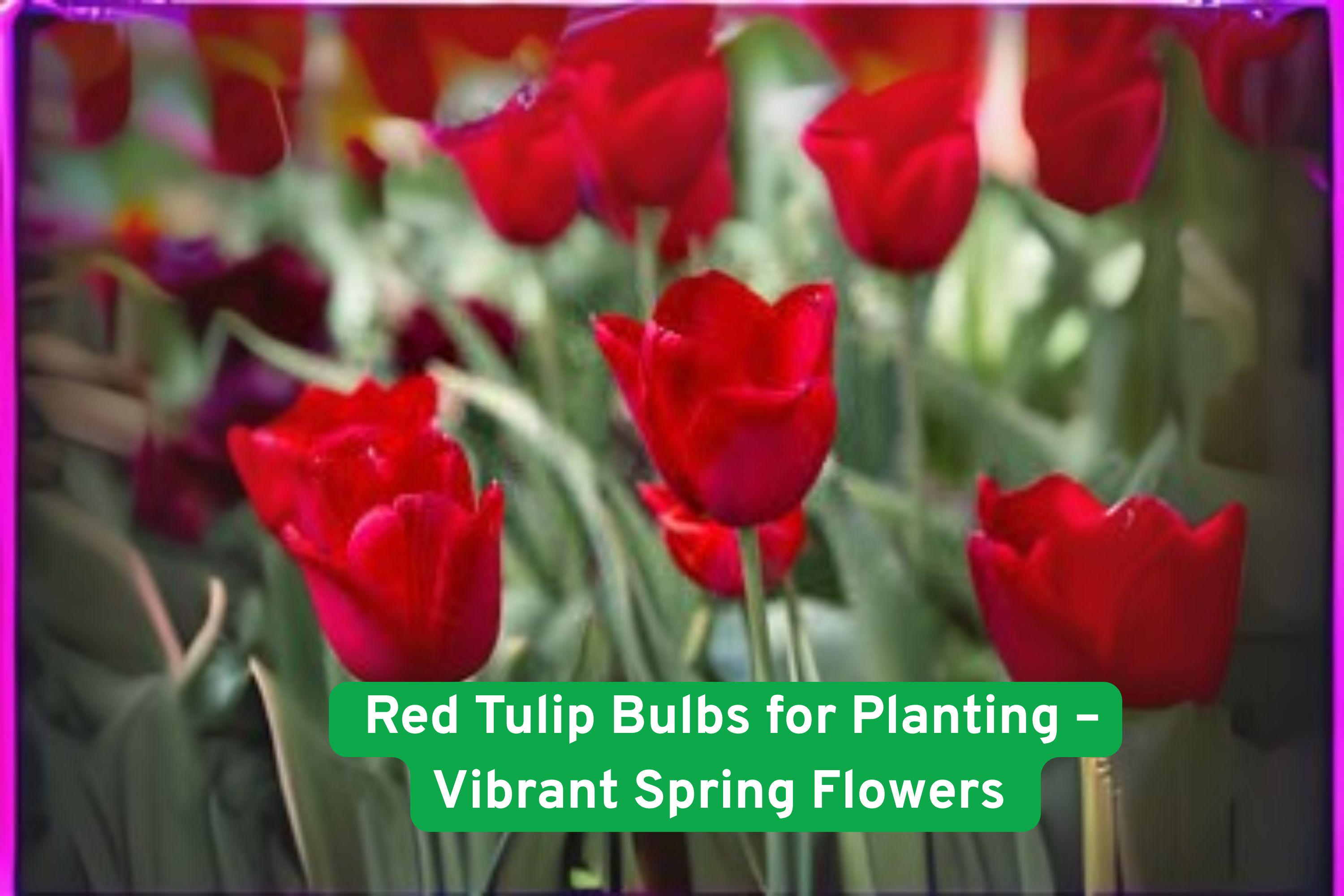 Red Tulip Bulbs - Perennial Spring Flowers for Garden Beds, Borders & Containers - Tulipa gesneriana