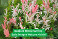 Dappled Willow Cutting Salix integra 'Hakuro Nishiki' Variegated Live Plant for Bonsai, Landscaping & Containers