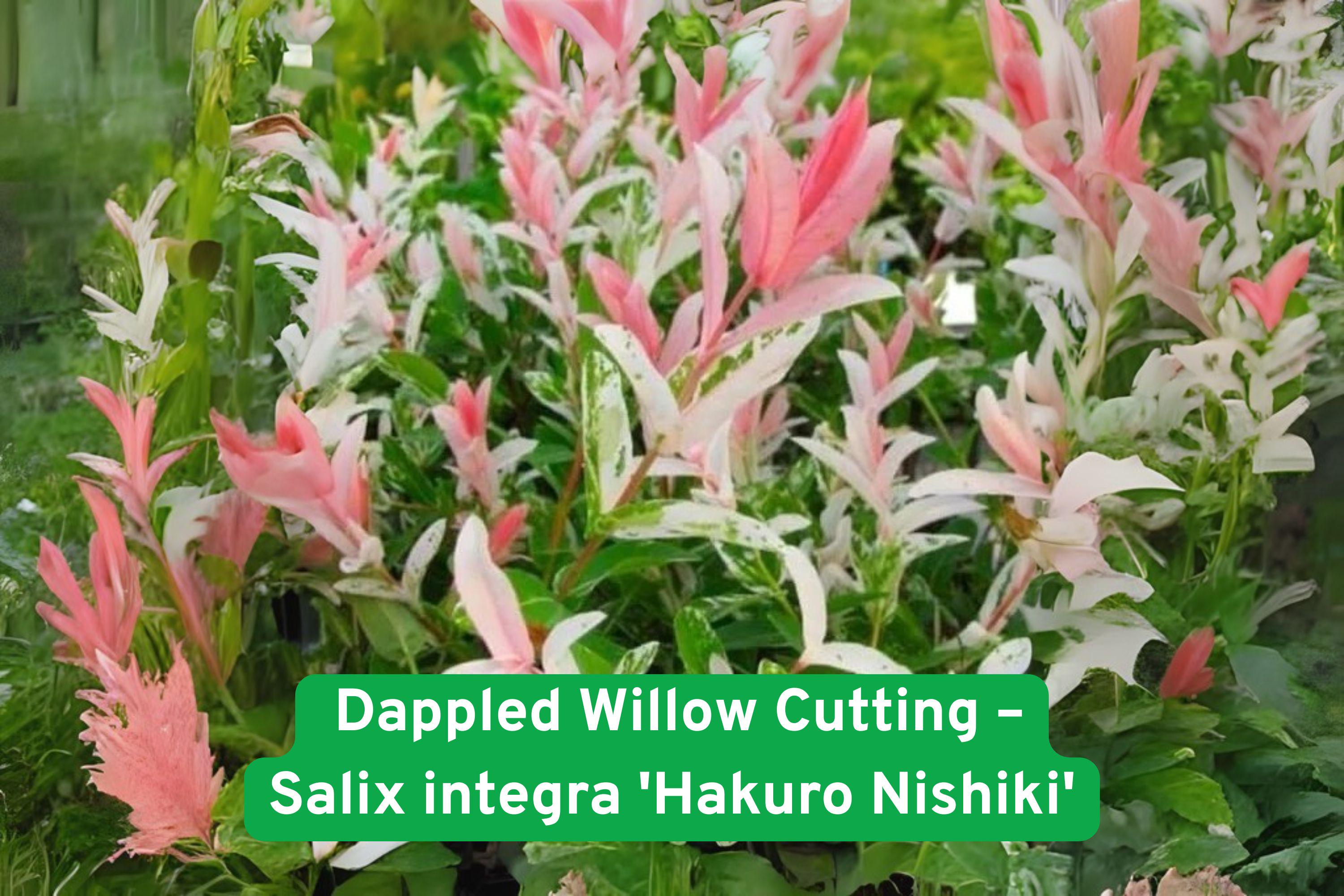 Dappled Willow Cutting Salix integra 'Hakuro Nishiki' Variegated Live Plant for Bonsai, Landscaping & Containers