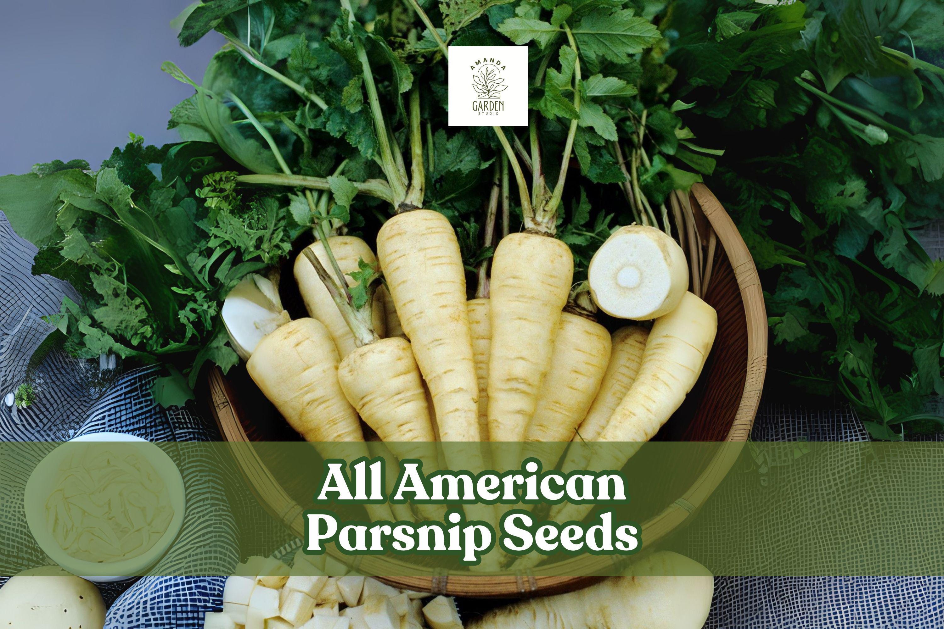 All American Parsnip Seeds – Pastinaca sativa – Rare Heirloom Root Vegetable, White Roots, Cold-Hardy, Non-GMO, 100 Seeds