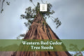 Western Red Cedar Tree Seeds – Thuja plicata – Evergreen Conifer for Landscaping, Windbreaks & Shade
