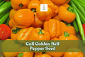 100 Cali Golden Bell Pepper Seeds – Sweet Yellow Heirloom Capsicum annuum, Large Bright Fruits, Non-GMO Vegetable Seeds