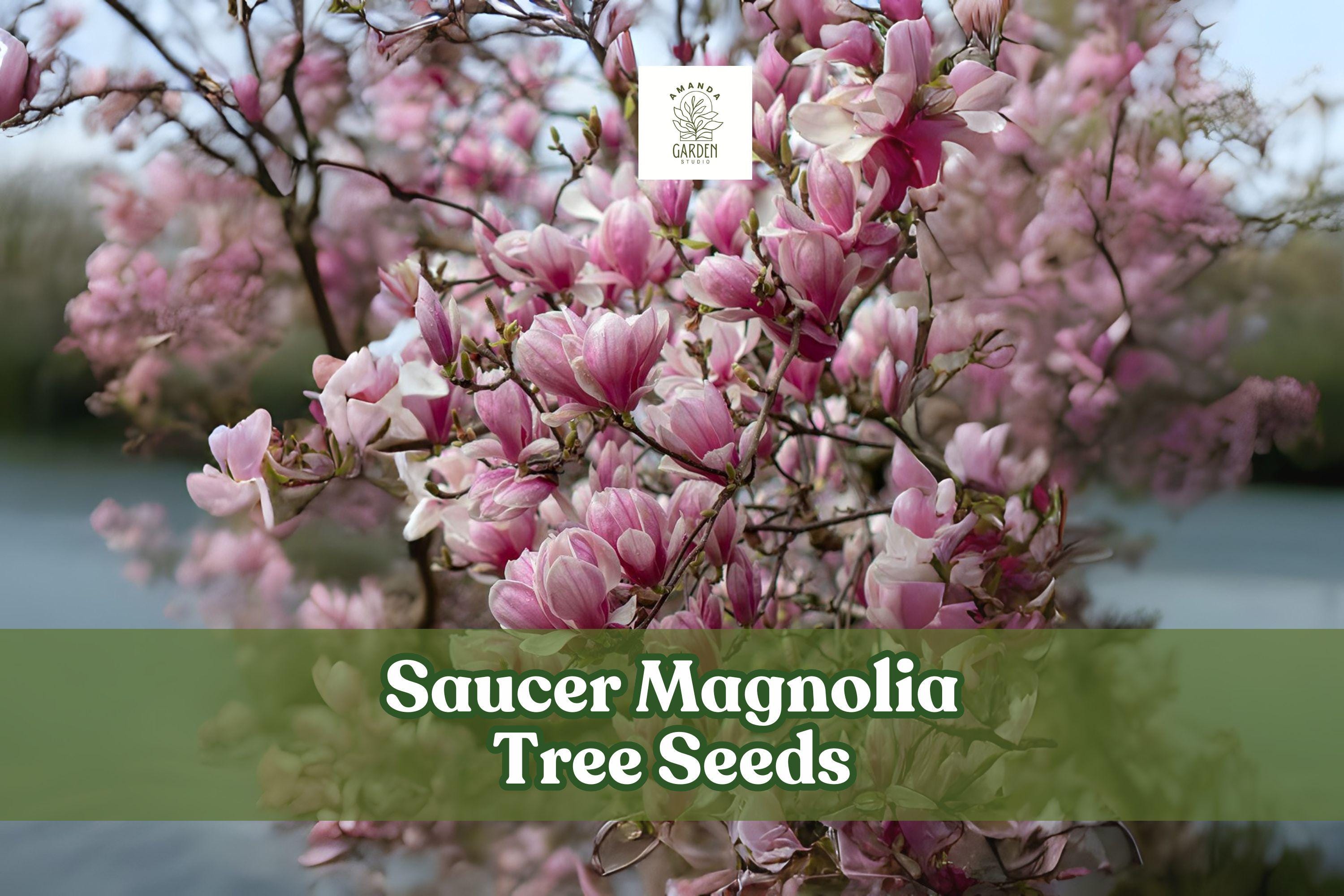 Saucer Magnolia Seeds Pack of 10 | Pink, Purple & White Blooms | Magnolia × soulangeana Ornamental Tree