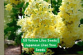 Yellow Lilac Tree Seeds - Fragrant Syringa reticulata for Bonsai & Landscaping, 50+ Fresh Seeds