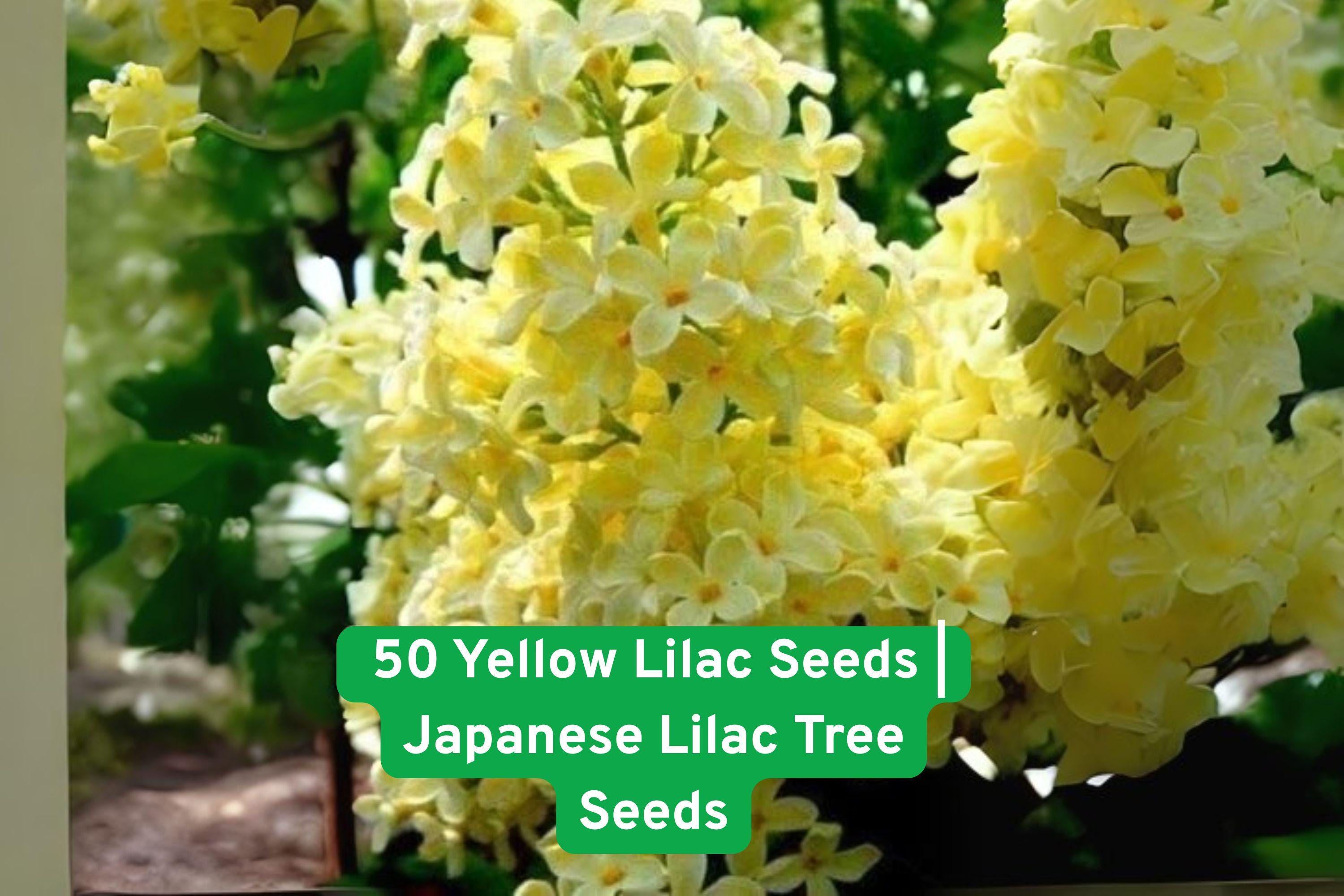 Yellow Lilac Tree Seeds - Fragrant Syringa reticulata for Bonsai & Landscaping, 50+ Fresh Seeds