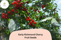 Early Richmond Cherry Seeds, Prunus cerasus, Cold Hardy Sour Cherry Tree for Garden or Orchard Planting