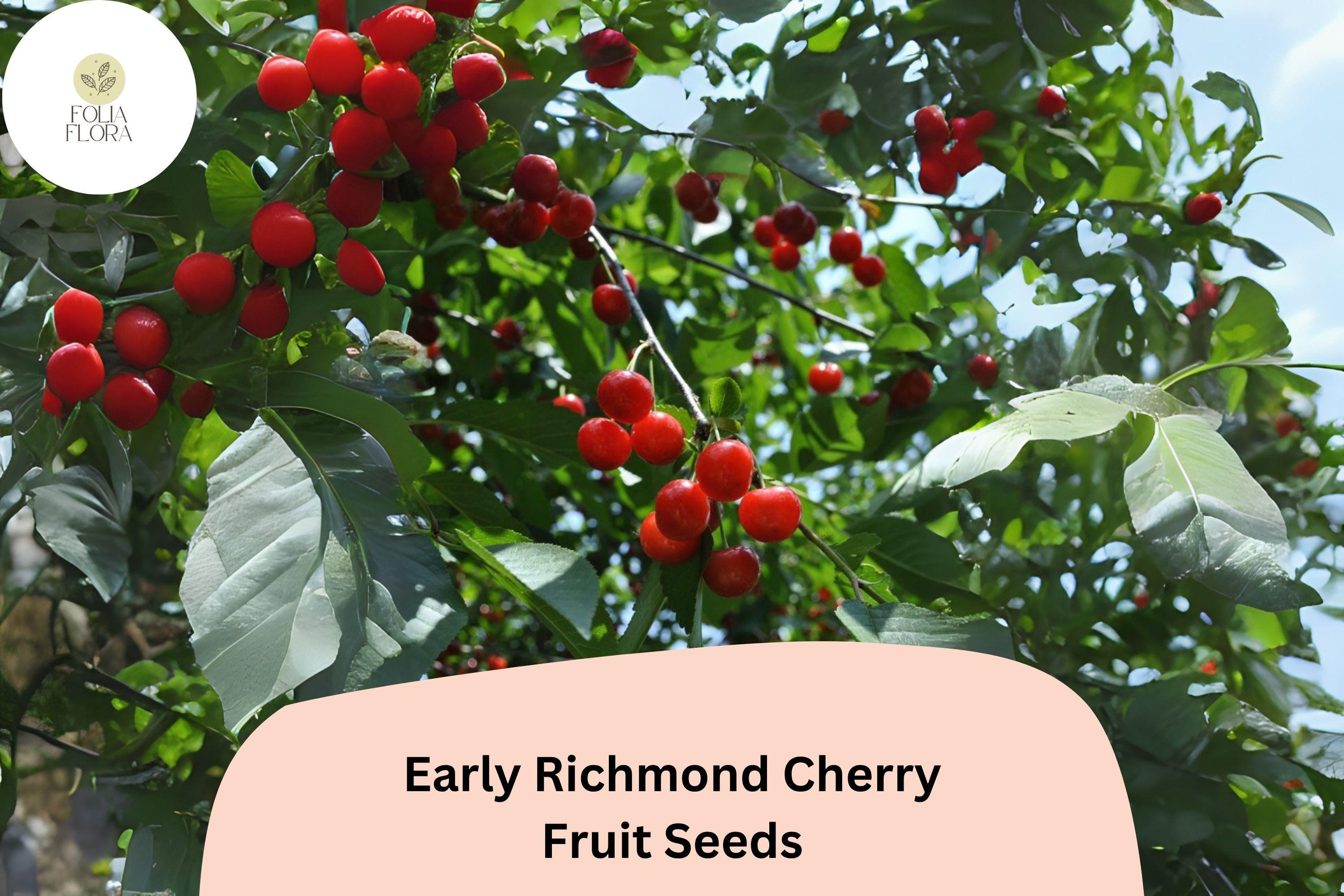 Early Richmond Cherry Seeds, Prunus cerasus, Cold Hardy Sour Cherry Tree for Garden or Orchard Planting