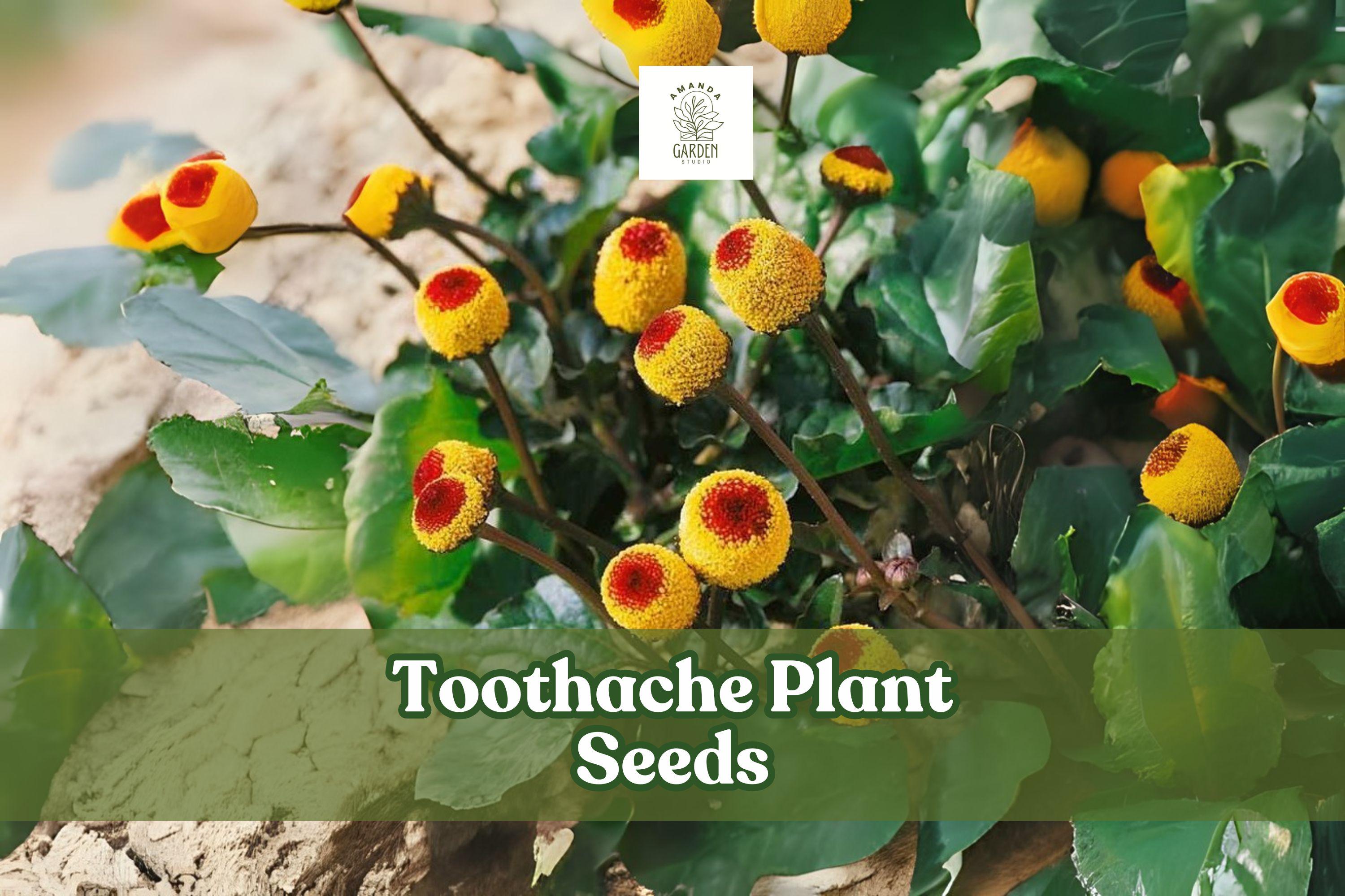 Toothache Plant Seeds – Acmella oleracea – Exotic Ornamental Button Flower Seeds for Gardens and Pollinators