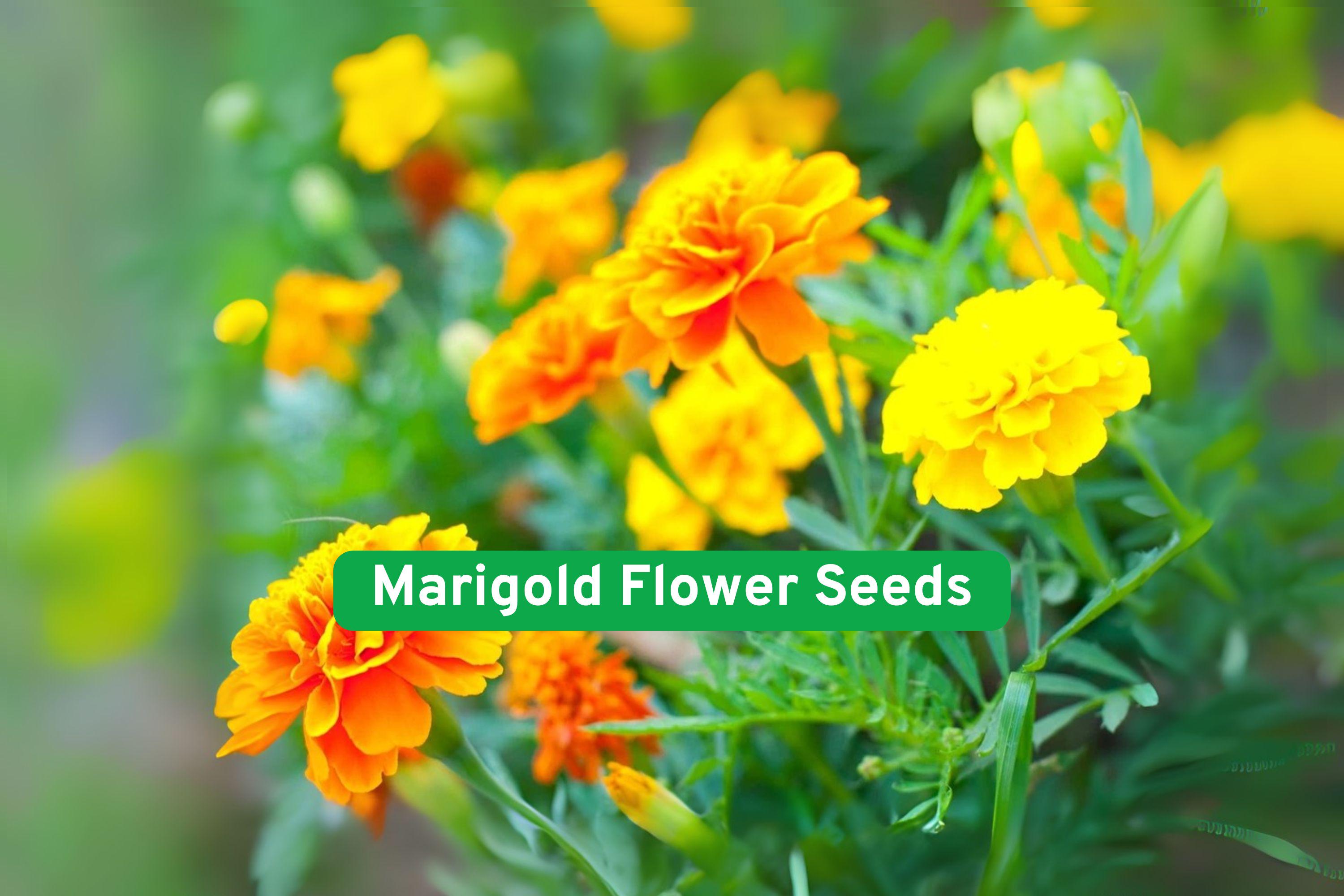 Marigold Flower Seeds – 1,200+ Multi-Colored Annuals for Garden & Container, Pollinator-Friendly, Easy to Grow Tagetes spp.