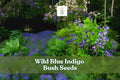 Wild Blue Indigo Seeds – Baptisia australis – Native Perennial for Pollinator Gardens, Drought-Tolerant, Blue Flowering Shrub
