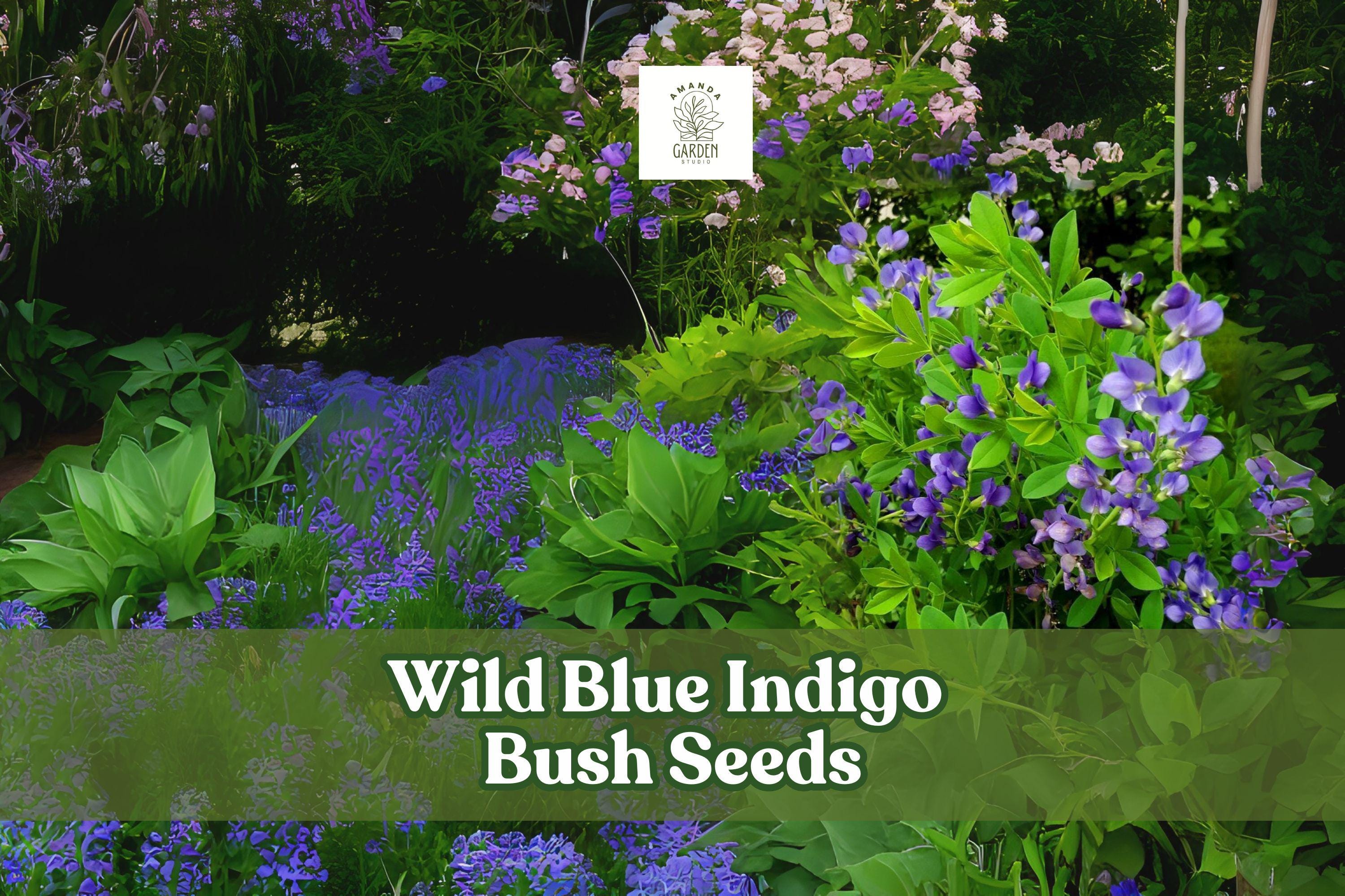 Wild Blue Indigo Seeds – Baptisia australis – Native Perennial for Pollinator Gardens, Drought-Tolerant, Blue Flowering Shrub
