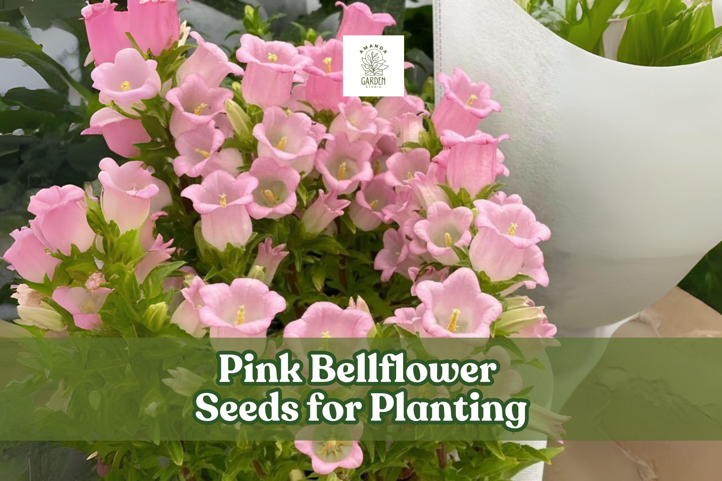Pink Bellflower Seeds – Campanula medium – Cottage Garden, Border, Cut Flower, Pink, Biennial