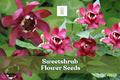 Sweetshrub Seeds – Carolina Allspice (Calycanthus floridus) Fragrant Flowering Shrub for Garden & Landscaping