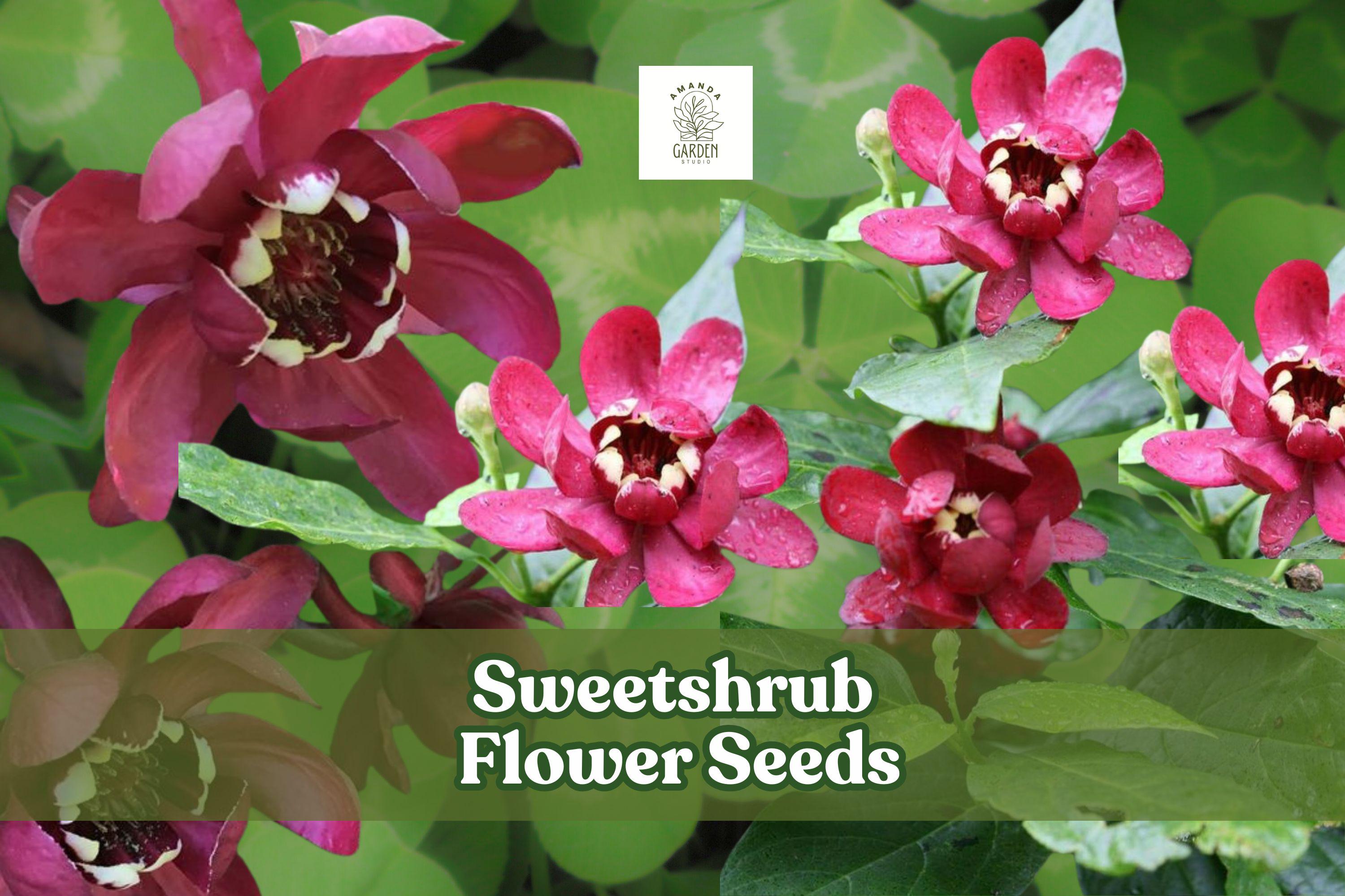 Sweetshrub Seeds – Carolina Allspice (Calycanthus floridus) Fragrant Flowering Shrub for Garden & Landscaping