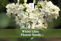 White Lilac Seeds for Garden & Landscaping – Fragrant Syringa vulgaris, White Bloom, Hedges & Borders, Pollinator Attractant