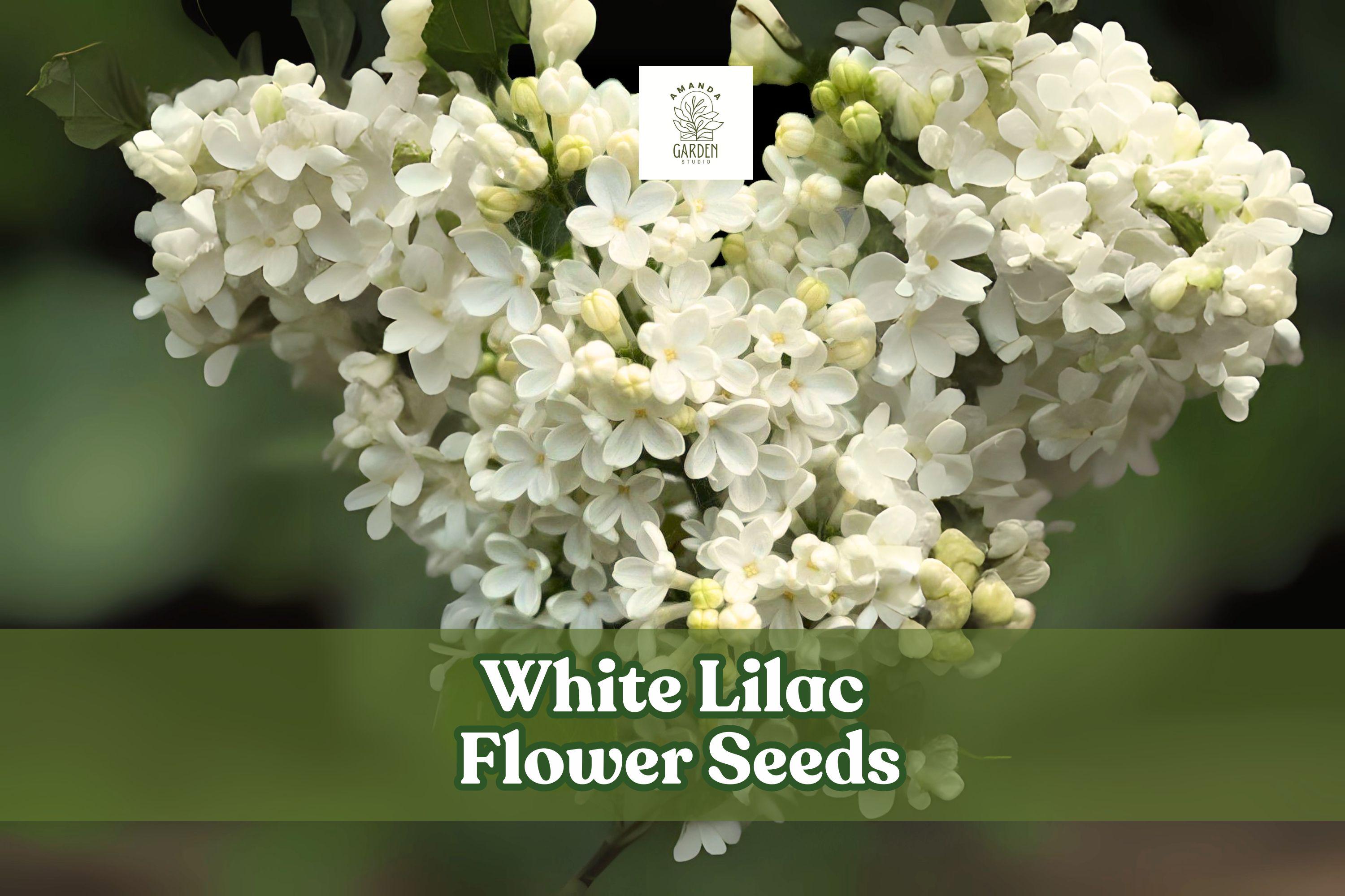 White Lilac Seeds for Garden & Landscaping – Fragrant Syringa vulgaris, White Bloom, Hedges & Borders, Pollinator Attractant