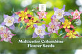 Multicolor Columbine Flower Seeds – Non-GMO Aquilegia spp. for Gardens, Pollinators & Borders