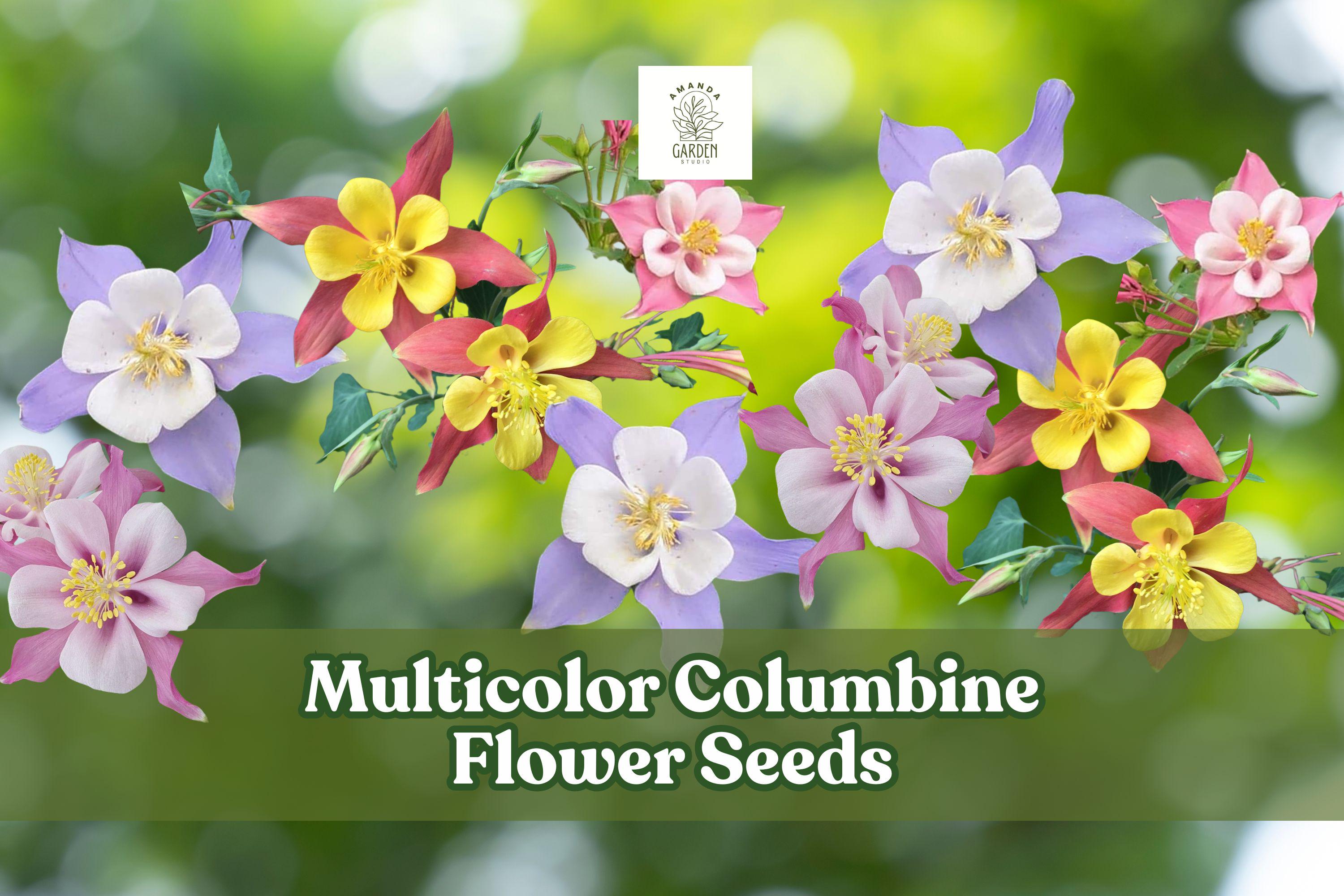 Multicolor Columbine Flower Seeds – Non-GMO Aquilegia spp. for Gardens, Pollinators & Borders