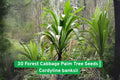Forest Cabbage Palm Tree Seeds | Cordyline banksii | Tropical Garden Ornamental Plant for Landscaping