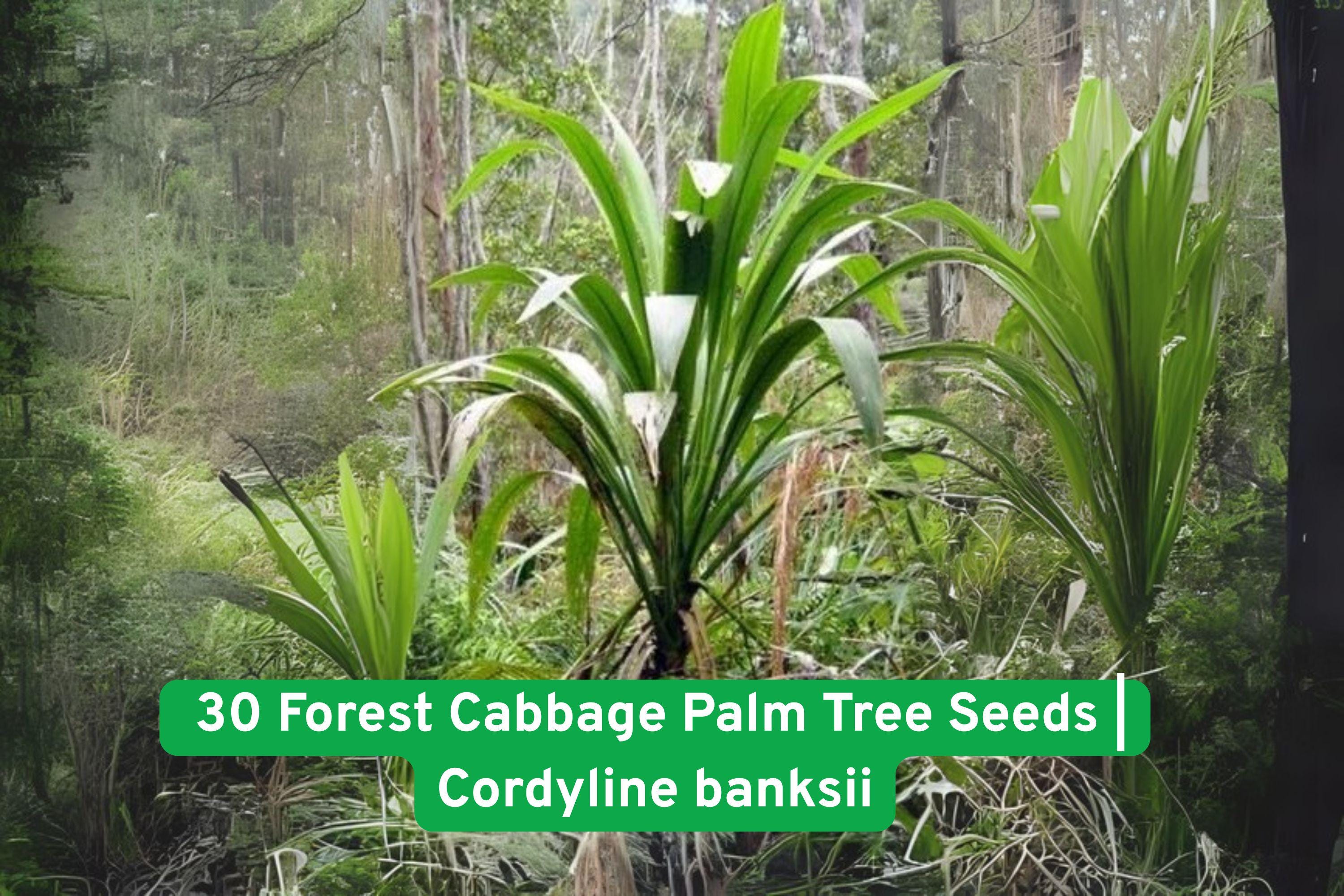 Forest Cabbage Palm Tree Seeds | Cordyline banksii | Tropical Garden Ornamental Plant for Landscaping