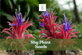 10 Shy Plant Seeds – Tillandsia ionantha Air Plant for Indoor & Outdoor Displays, Epiphytic Bromeliad, Pink & Purple Blooms