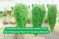 Emerald Falls Dichondra Seeds – Rare Weeping Trailing Foliage Plant for Baskets & Containers – Dichondra argentea