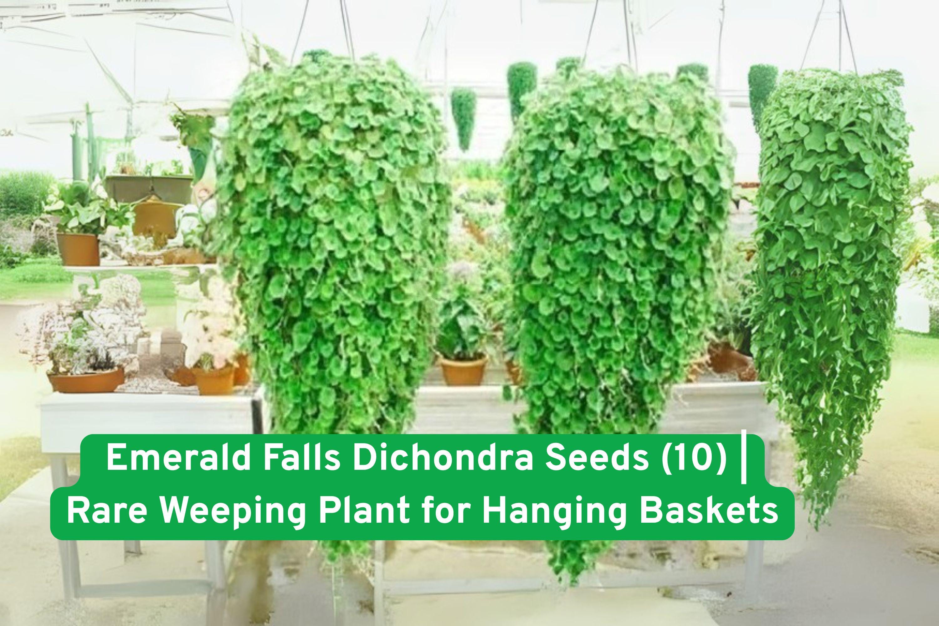 Emerald Falls Dichondra Seeds – Rare Weeping Trailing Foliage Plant for Baskets & Containers – Dichondra argentea
