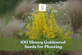 Showy Goldenrod Seeds - Native Perennial Wildflower for Pollinator Gardens, Solidago speciosa, Drought-Tolerant, Bright Yellow Flowers