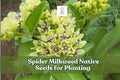 Spider Milkweed Seeds – Native Wildflower, Pollinator-Friendly, Drought-Tolerant Perennial, Asclepias viridis, 50 Seeds