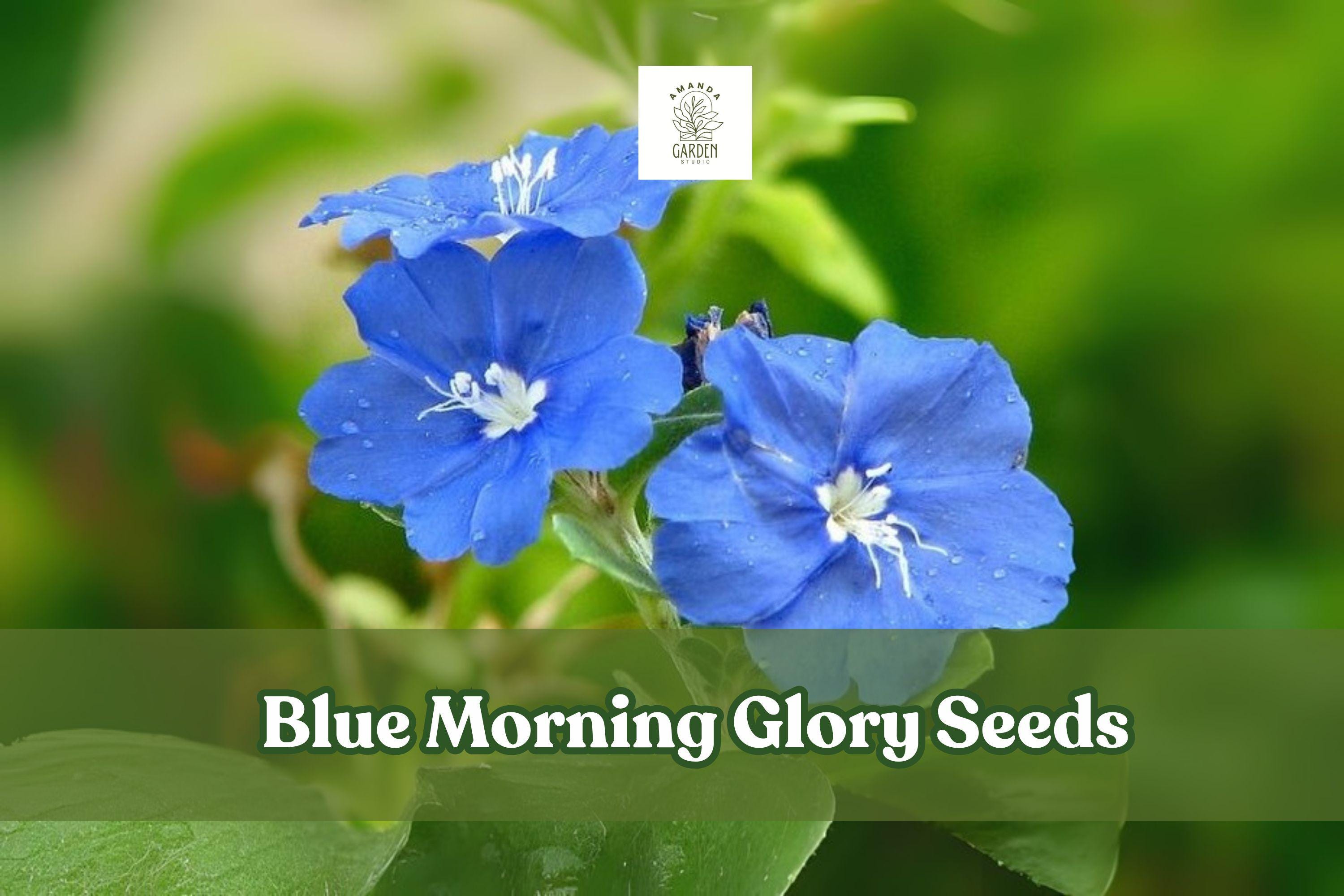 Blue Morning Glory Seeds – Fast-Growing Climbing Vine for Trellises, Fences, and Arbors – Ipomoea tricolor, Blue Flowers, Pollinator-Friendly