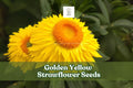 Golden Yellow Strawflower Seeds, Helichrysum bracteatum, Everlasting Daisy, Cut Flower, Bright Yellow, Annual, Full Sun
