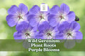 Wild Geranium Roots – Perennial Ground Cover with Purple Blooms | Geranium maculatum