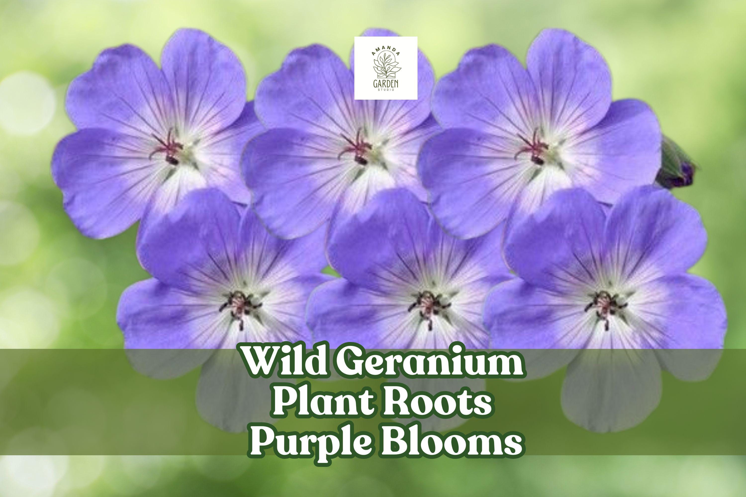 Wild Geranium Roots – Perennial Ground Cover with Purple Blooms | Geranium maculatum