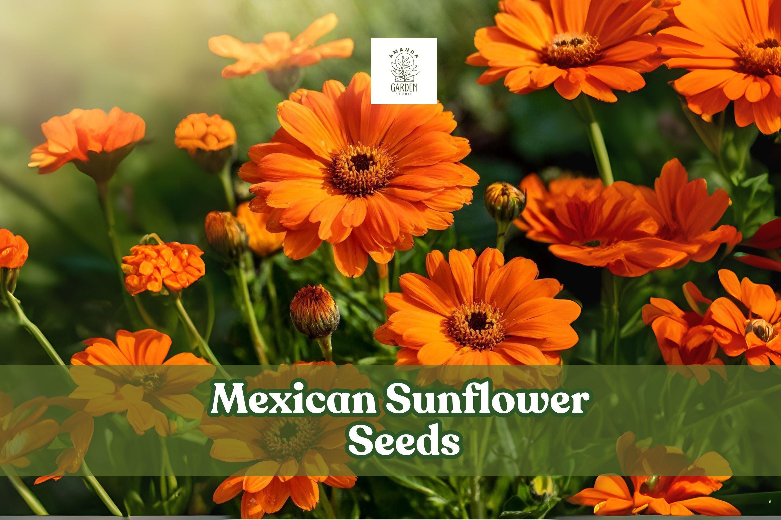 Mexican Sunflower Seeds – Tithonia rotundifolia – Bright Orange Annual Flower for Pollinator Gardens, Butterflies & Hummingbirds