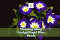 Morning Glory Seeds Ensign Royal Blue Dwarf Vine, Bright Blue Blooms Convolvulus tricolor, Butterfly Attracting, Container Plant