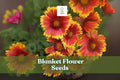 50 Blanket Flower Seeds – Gaillardia aristata Perennial Wildflower for Pollinator Gardens, Borders, and Meadows