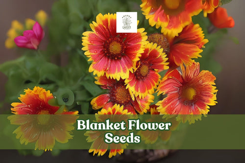 50 Blanket Flower Seeds – Gaillardia aristata Perennial Wildflower for Pollinator Gardens, Borders, and Meadows