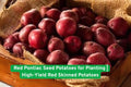 Red Pontiac Seed Potatoes – High-Yield Root Vegetables for Planting, Red Skins, White Flesh, Disease-Resistant, Easy to Grow